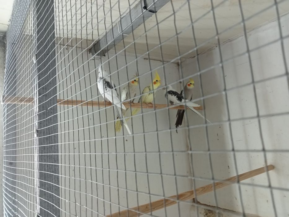 Caturras diversas mutações