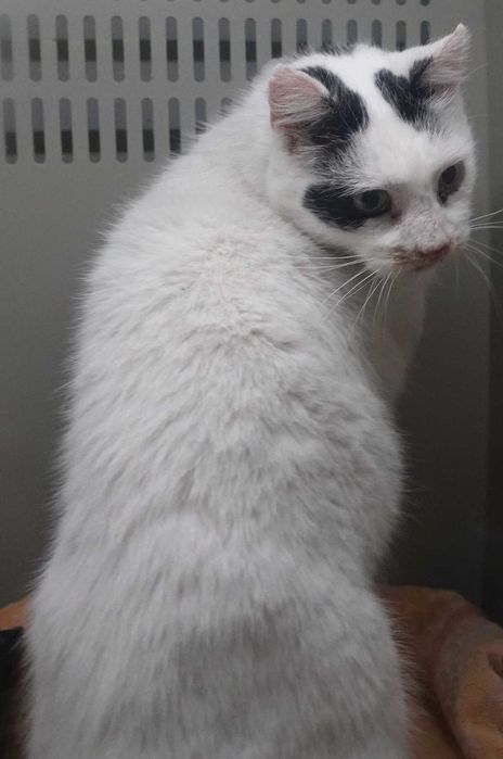 Znaleziono białego kocura