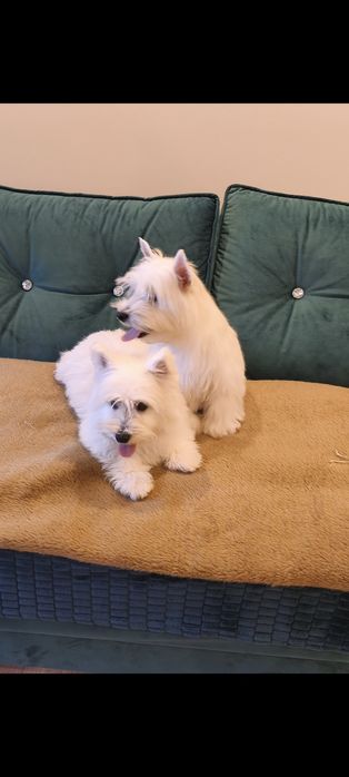 West Highland White Terrier