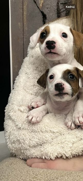 Jack russell terrier