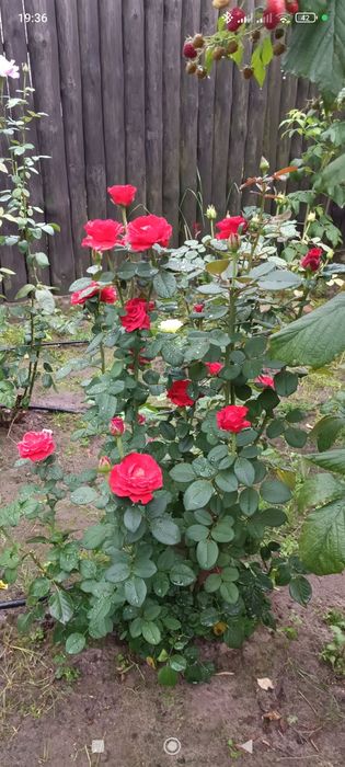 Розы букеты на праздник