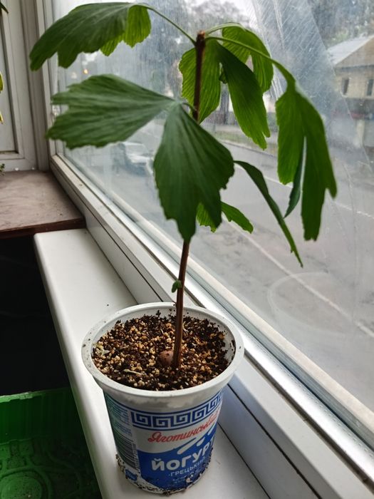 Гінгко дволопатеве саджанці, gingko, гинко дерево