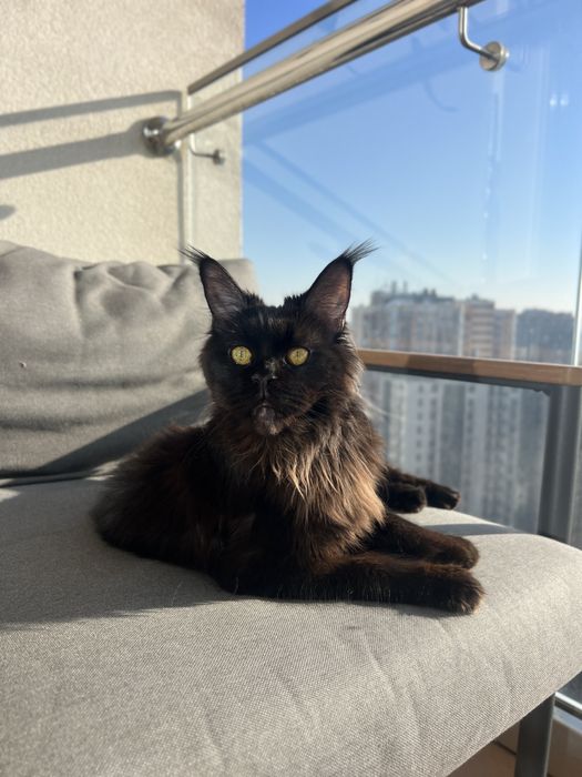 Девочка Мэйн-кун