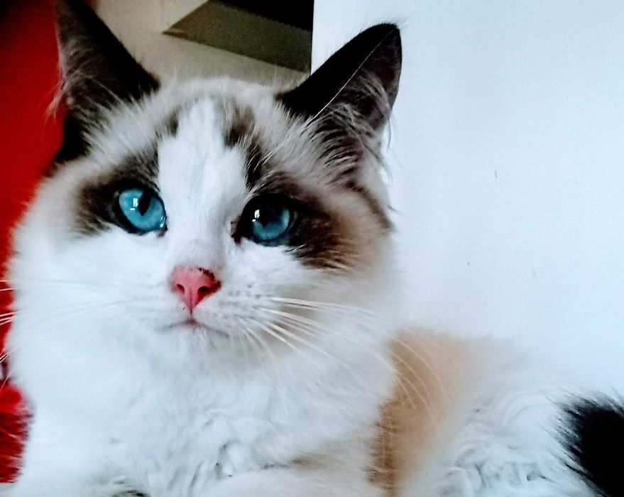 Kocięta ragdoll rodowód FPL
