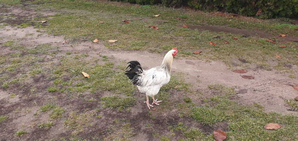 Koguty młode sprzedam