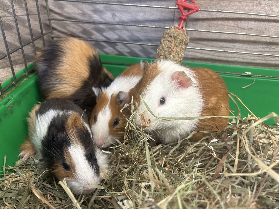 Świnki morskie, kawie domowe samce 6 tygodni oswojone