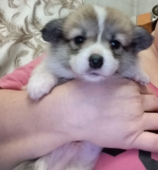 Хлопчик бобтейли рижо -білий