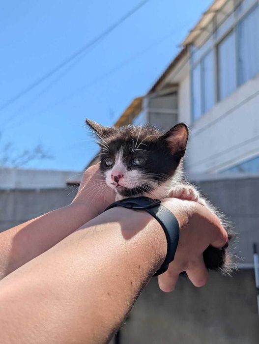 Gatinhos para adoção