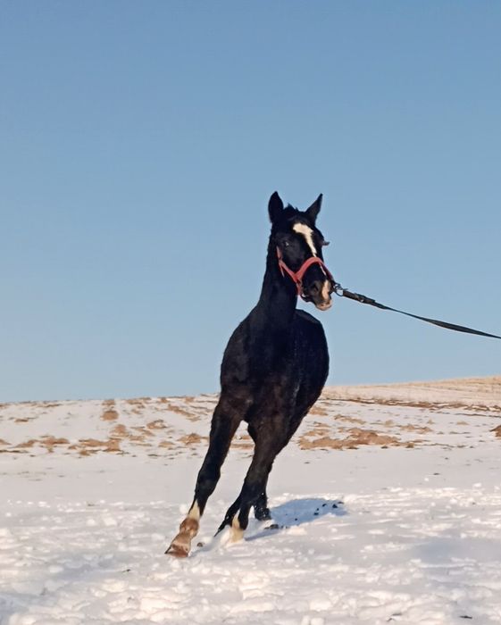 Ogierek śląski kary