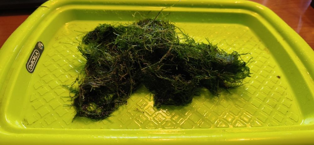 Musgo para aquário (Vesicularia sp.)