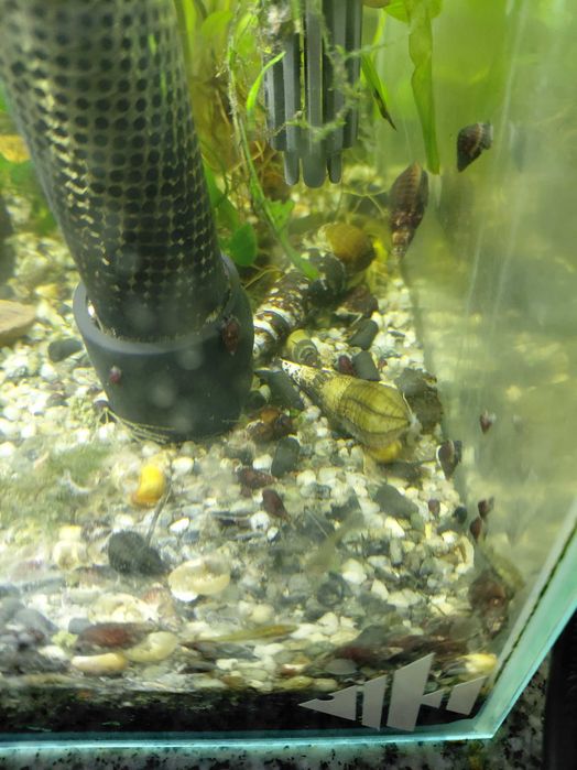 Caracol tylomelania Faunus