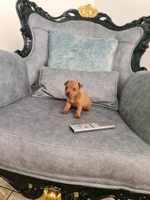 Pinscher miniatura