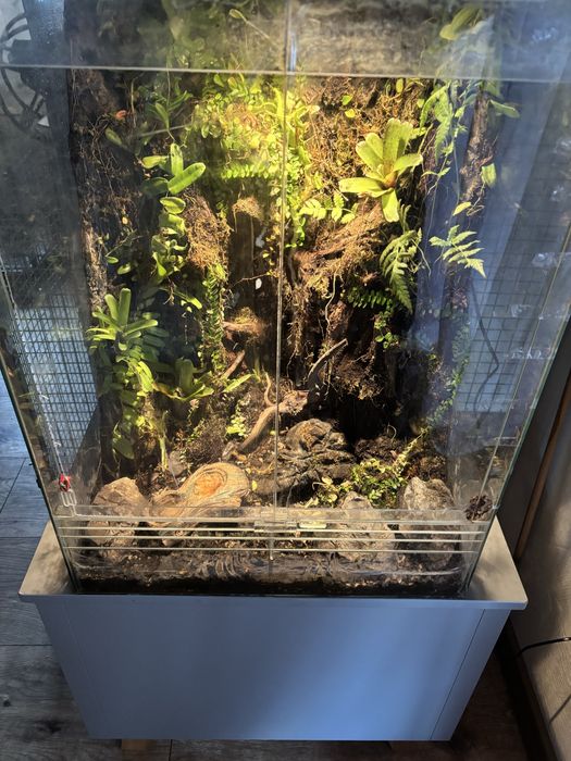 Terrarium duże żywe komplet z jaszczurka zieloną