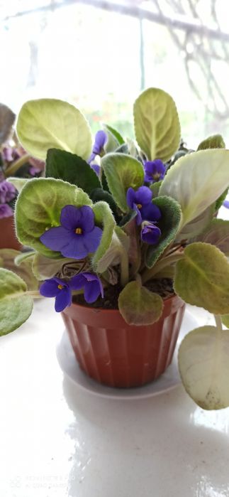 Фіалки продам кущики