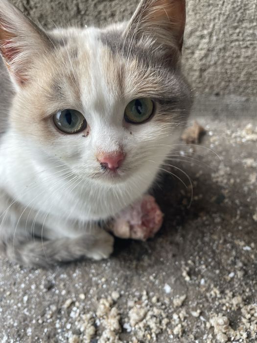 Котики шукають родину