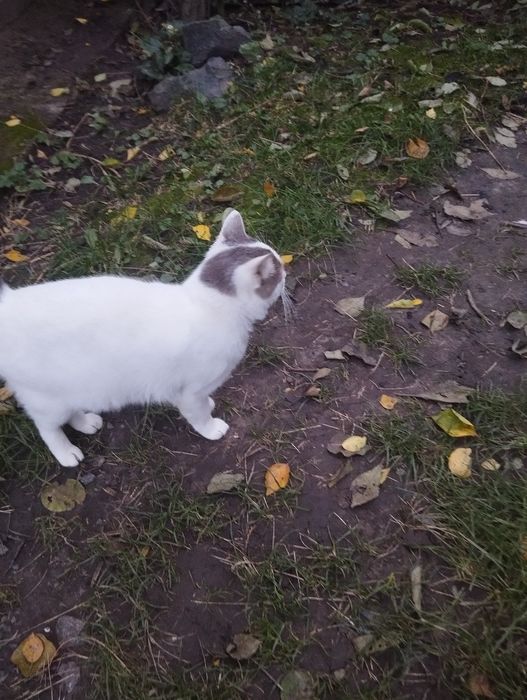 Молоденький котик 1.7-2 роки