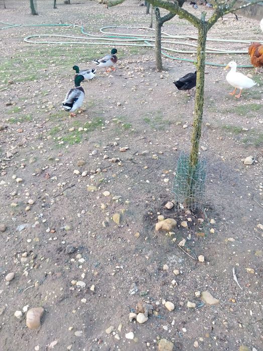 Patos , patas e ovos