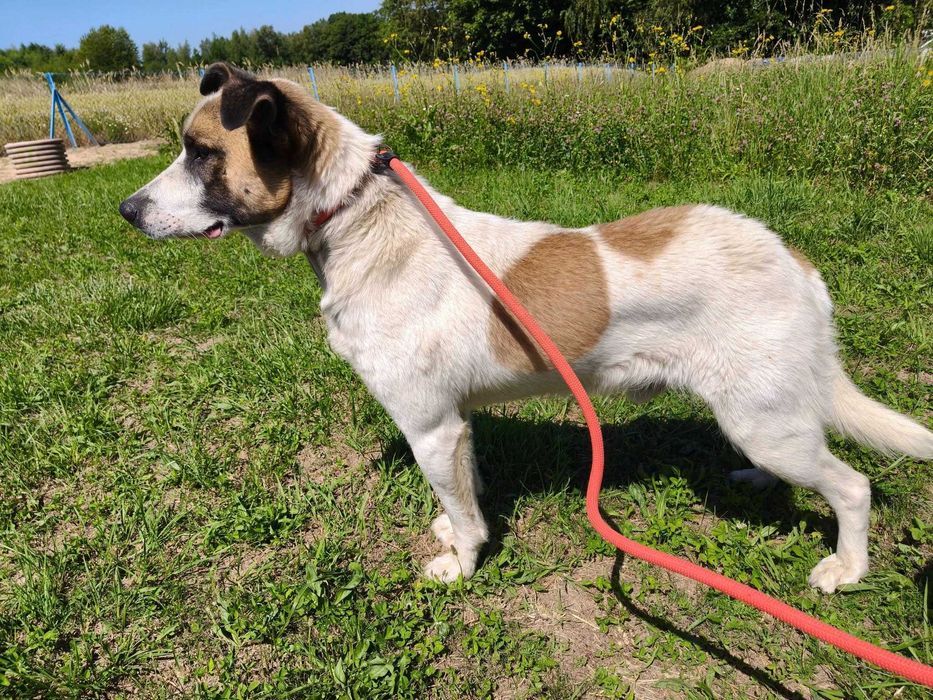 Mango - pies do adopcji