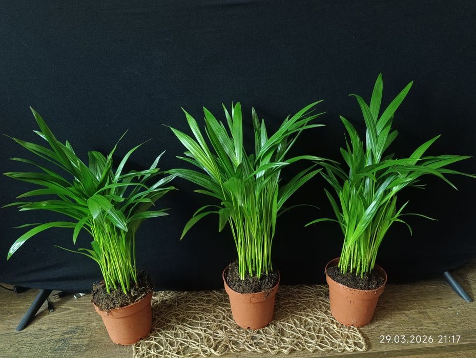 Діпсіс.    Арека