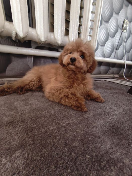 Дівчинка той пуделя 6 місяців.