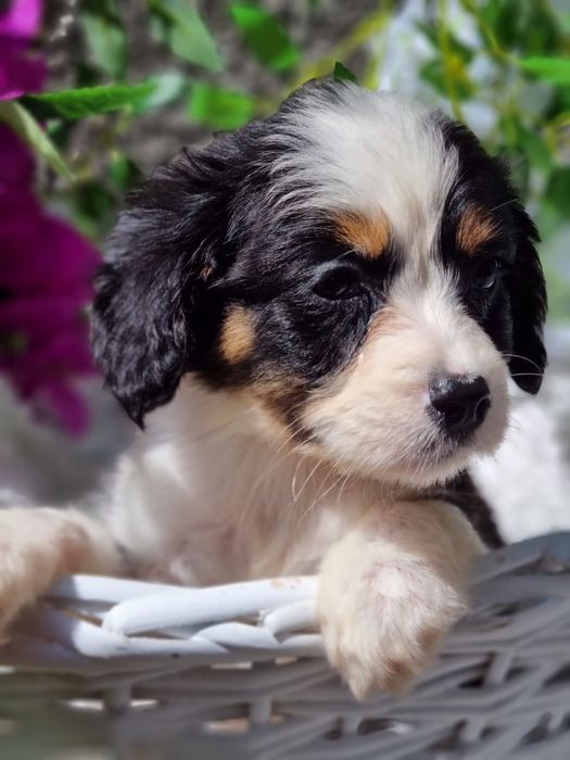 * * * Suczka * * * Cavapoo King Charles Spaniel  Pudel