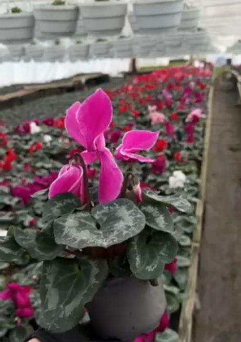 Квітка гарна Цикламен в наявності.