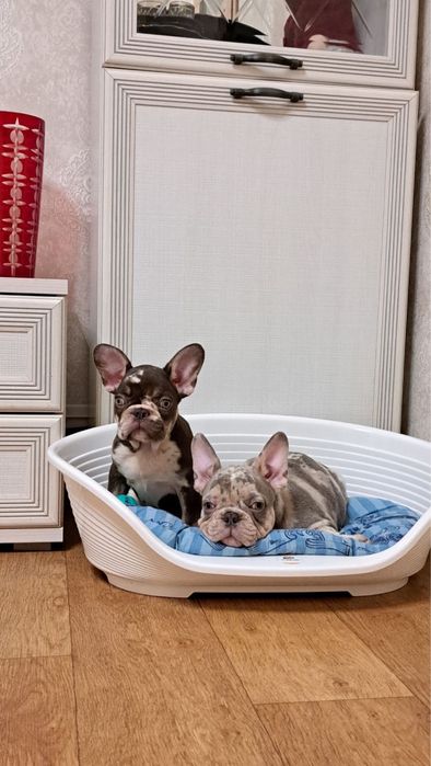 Французята чекають на люблячих батьків!Доставка за кордон