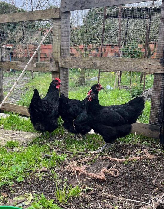 Jersi americano gigante ano 2025