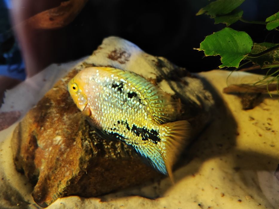Pielęgnica wielobarwna  wysyłam (Vieja Synspila)