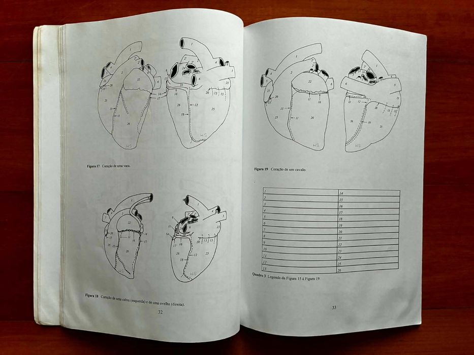 O Coração dos Mamíferos Domésticos