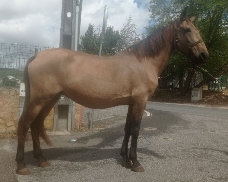 Pra venda égua  baia  com 9 anos