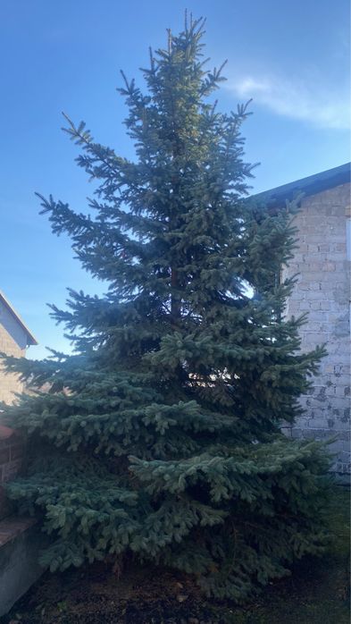 Жива ялинка.