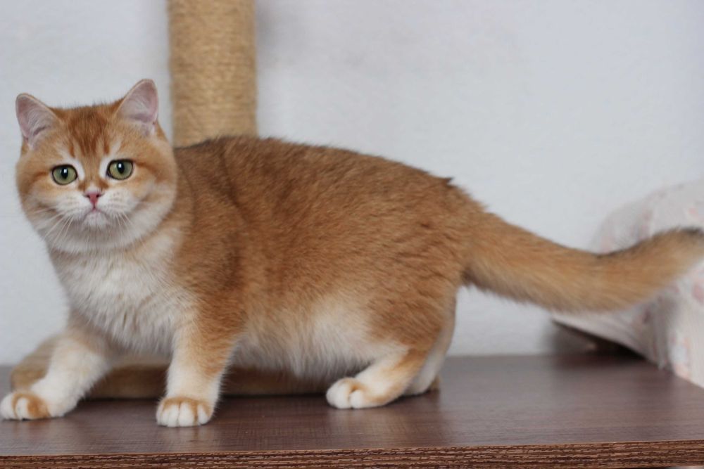 Котики мурррр - котики