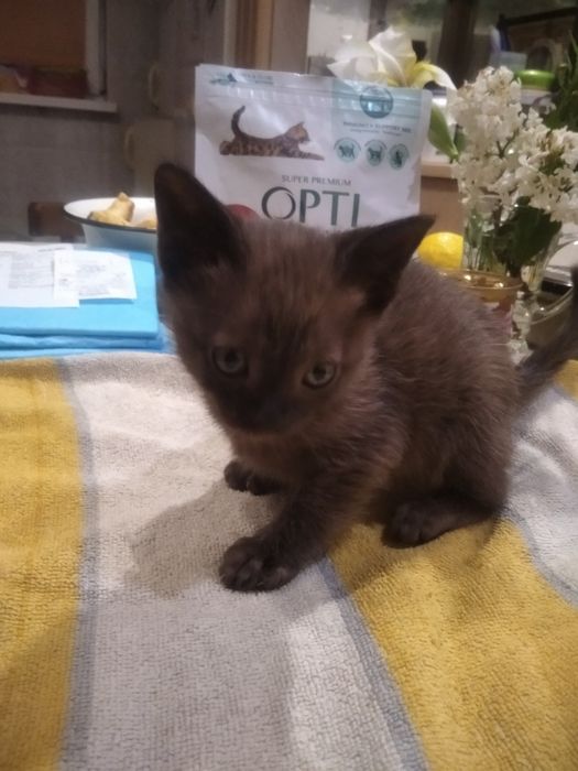Бурманский котенок (бурма)