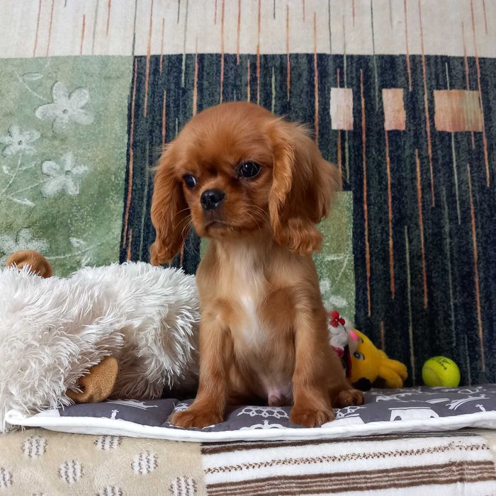 Кавалер кінг чарльз спаніель