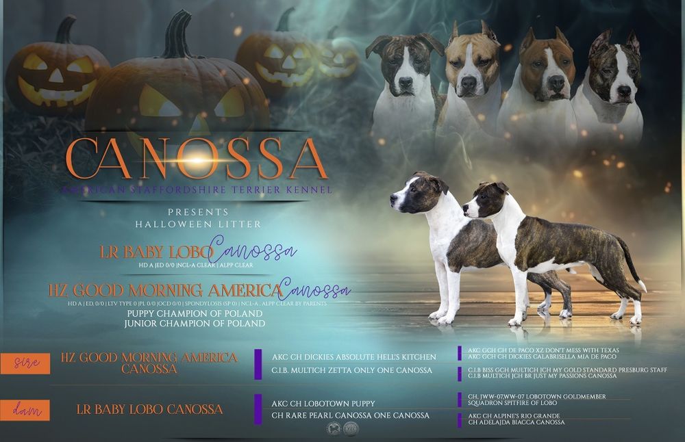 suczka American Staffordshire Terrier, AmStaff  z rod.