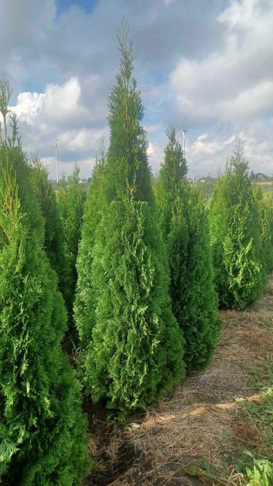 PROMOCJA tuja szmaragd 1.5 - 2.3m  50zł