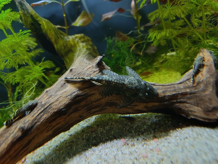 Glonojad zbrojniki pospolity