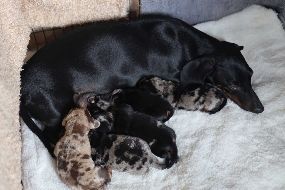 Jamnik krótkowłosy miniaturka