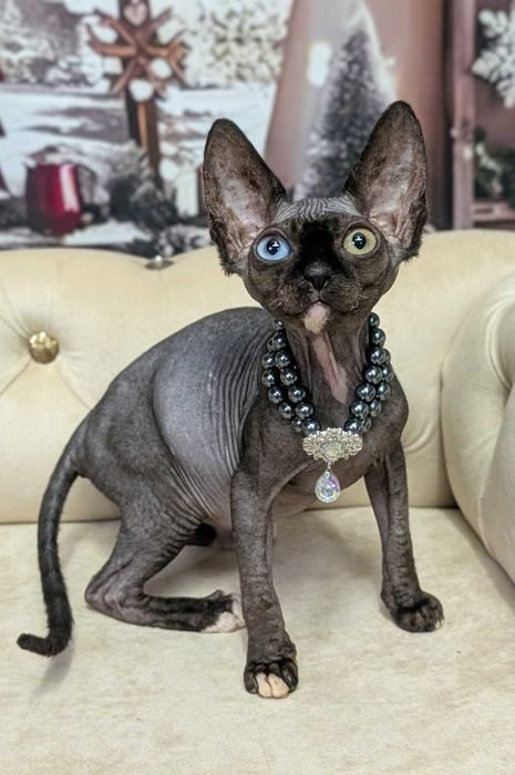 Pearl. Sfinks kanadyjski. Magia urok i luksus w jednym