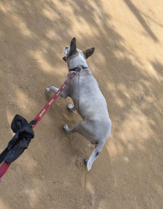 Passeio Cães / The Dog Walker