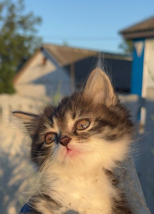 Кошенята котики ..