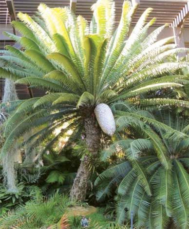 Palmeira de goma ou Dioon spinulosum