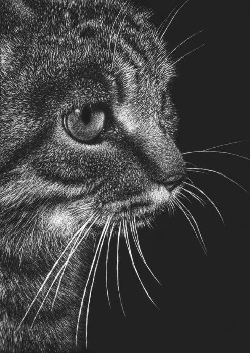 Retratos de animais domésticos e outros