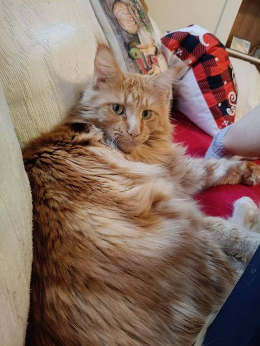 Zaginął kot w Torzymiu okolice szpitala