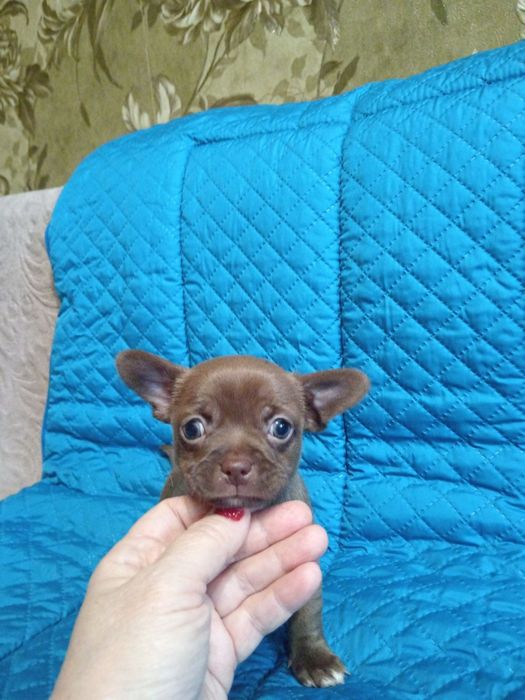 Продам Мальчики чихуахуа