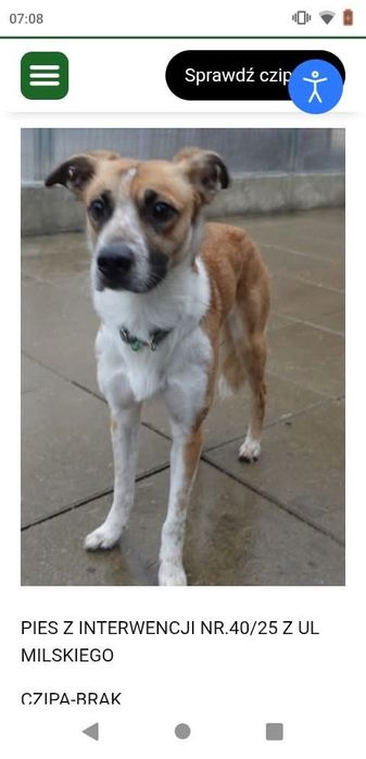 Znaleziono psa!!!