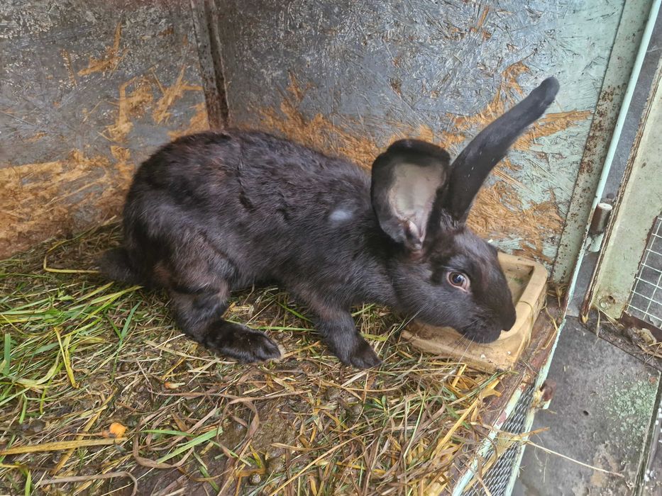 Mam do sprzedania króliki