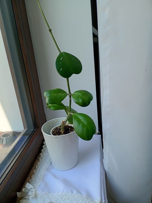 Hoya kerri sprzedam.