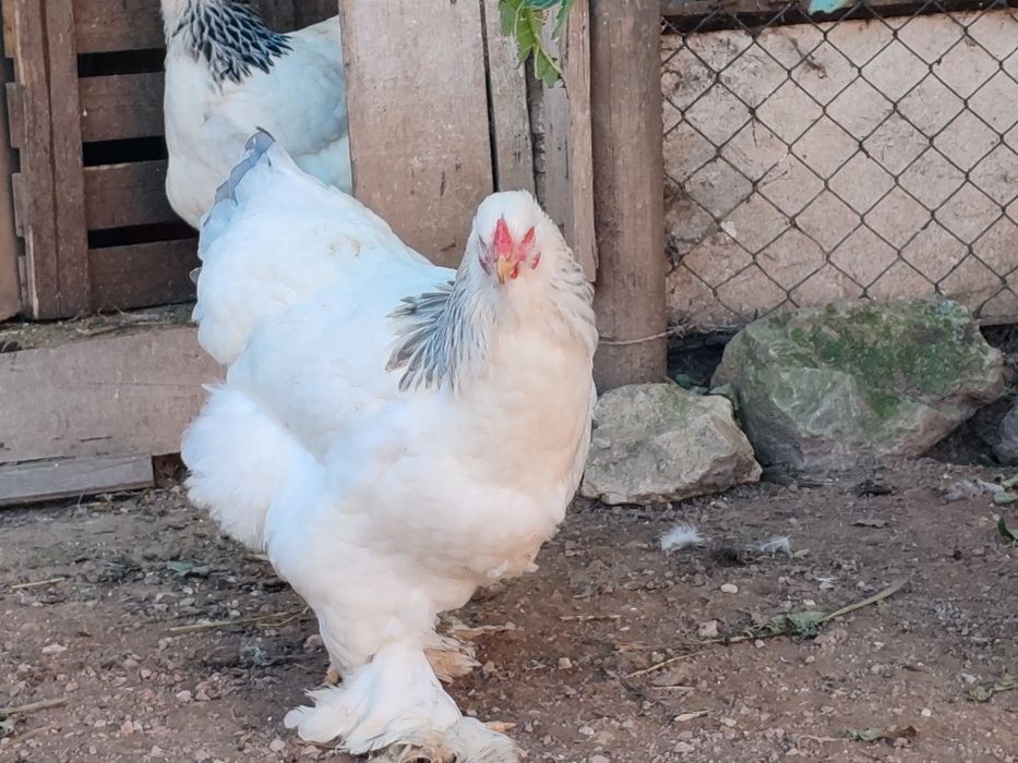 Ovos brahmas perdiz e light negro /Sedosas barbudos e fracas cinza claro cores divers